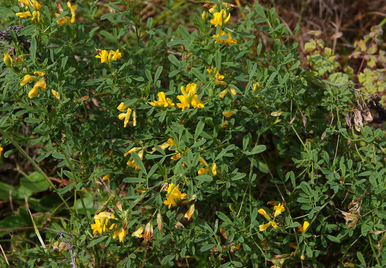 Изображение особи Medicago falcata.