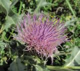 Cirsium cephalotes. Соцветие. Кабардино-Балкария, Эльбрусский р-н, окр. пос. Эльбрус, ок. 1850 м н.у.м., луг. 26.08.2017.