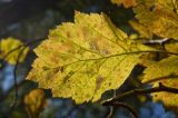 Crataegus sanguinea