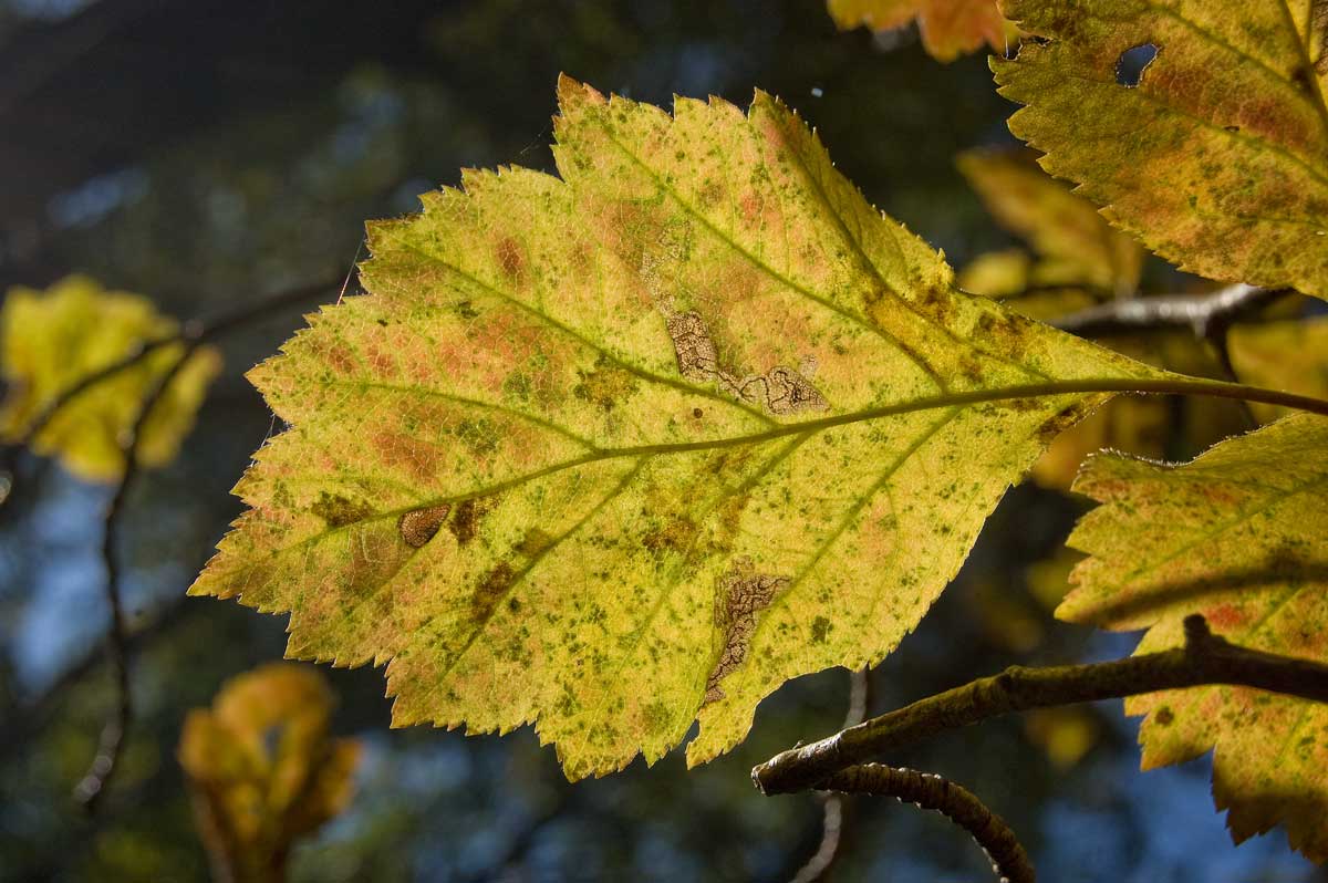 Изображение особи Crataegus sanguinea.