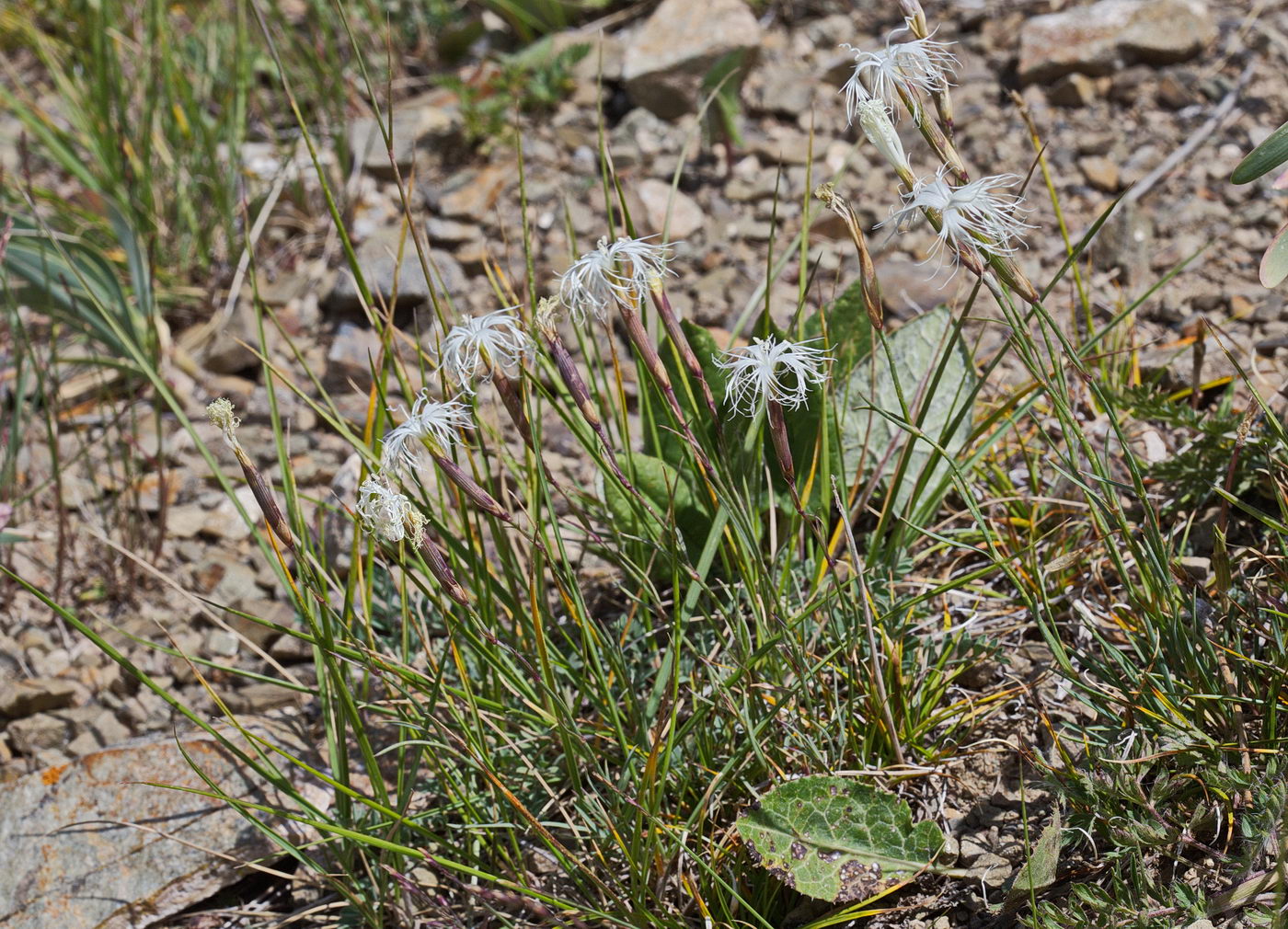 Image of Dianthus kuschakewiczii specimen.