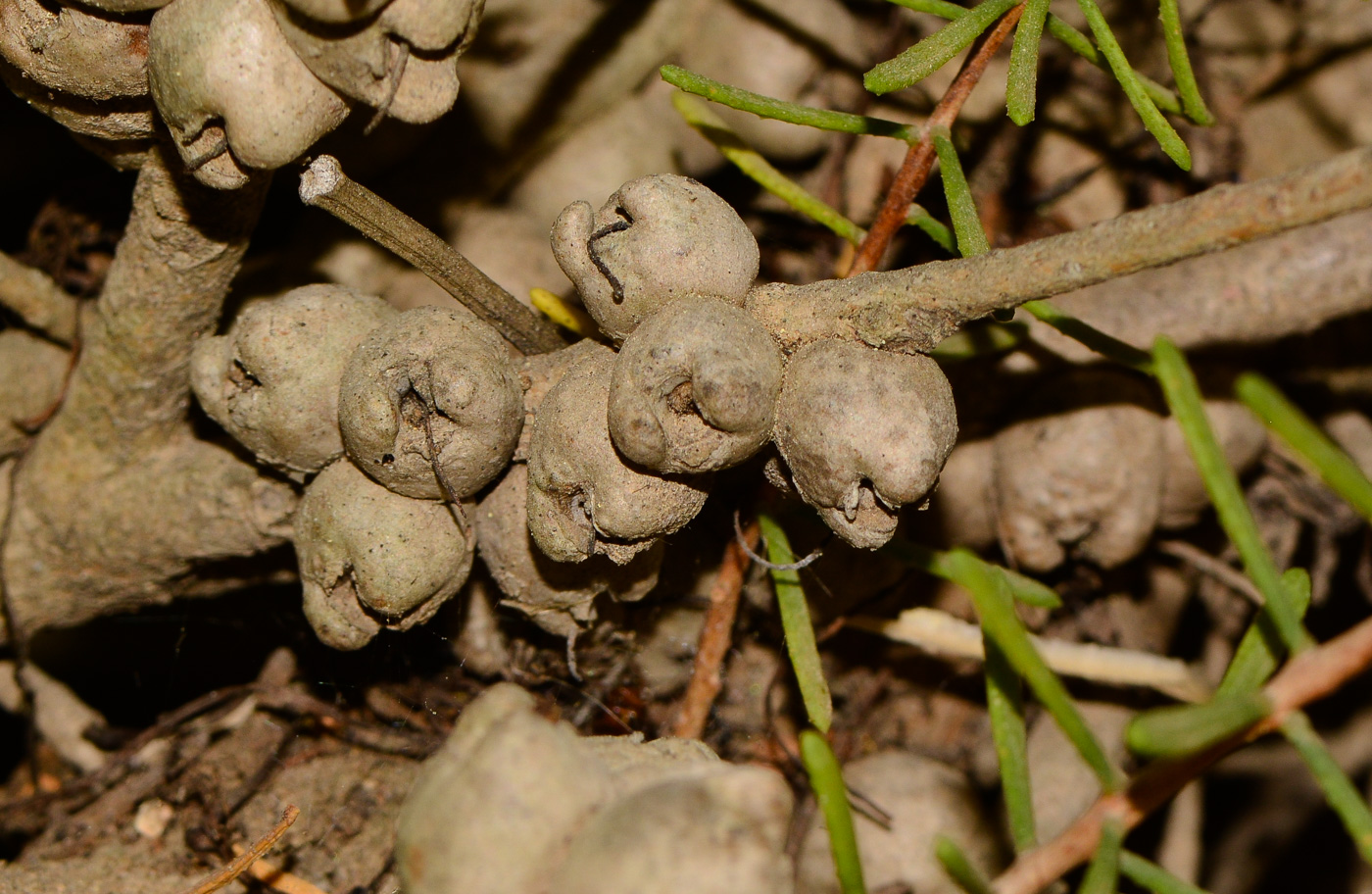 Изображение особи Calothamnus quadrifidus.