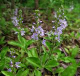 Veronica officinalis