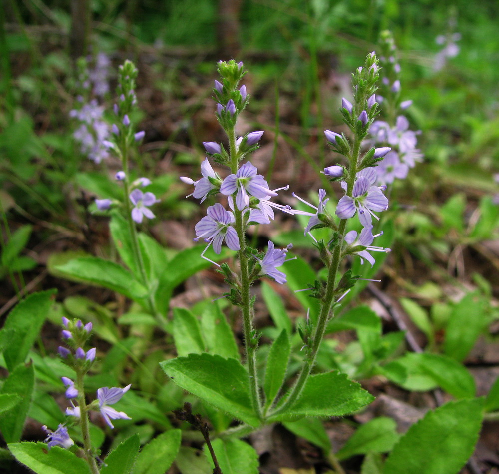 Image of Veronica officinalis specimen.