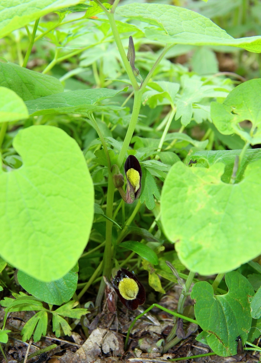 Image of Aristolochia steupii specimen.