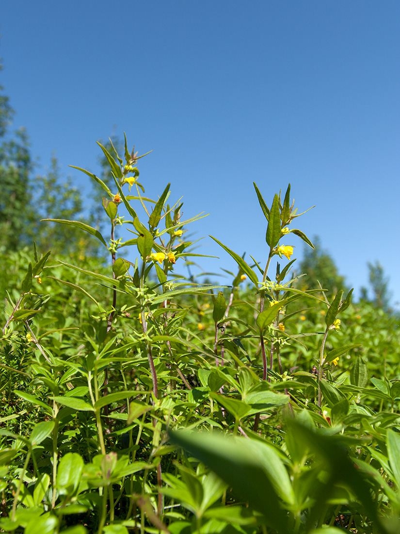 Image of Melampyrum sylvaticum specimen.