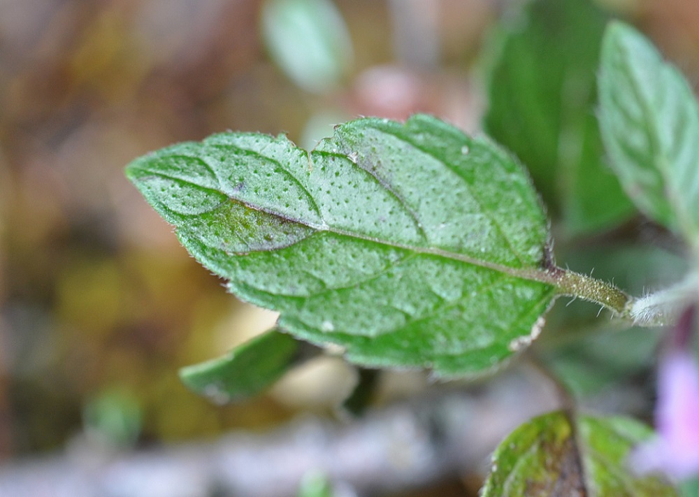 Image of genus Clinopodium specimen.