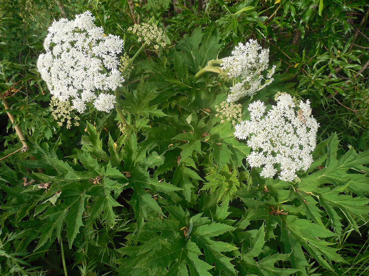 Изображение особи Heracleum lanatum.