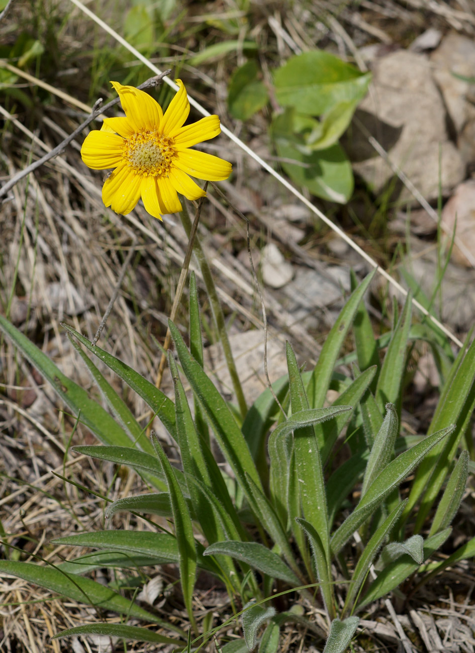 Image of Arnica intermedia specimen.