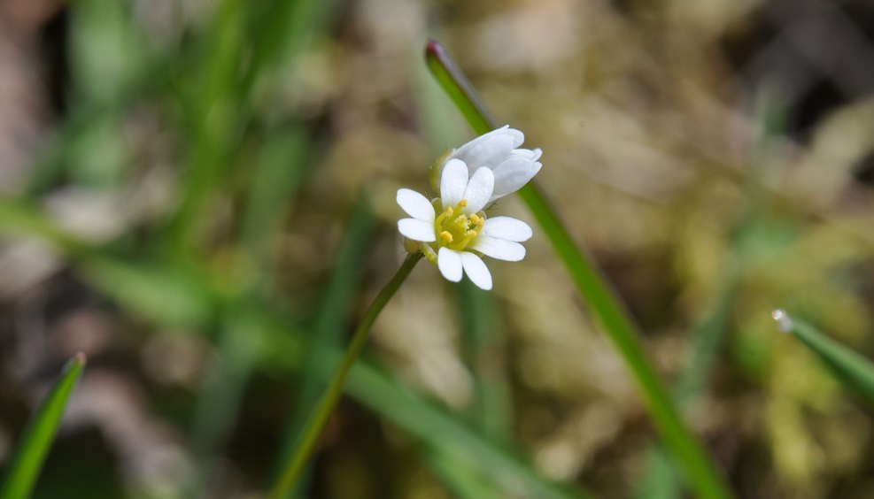 Image of genus Erophila specimen.