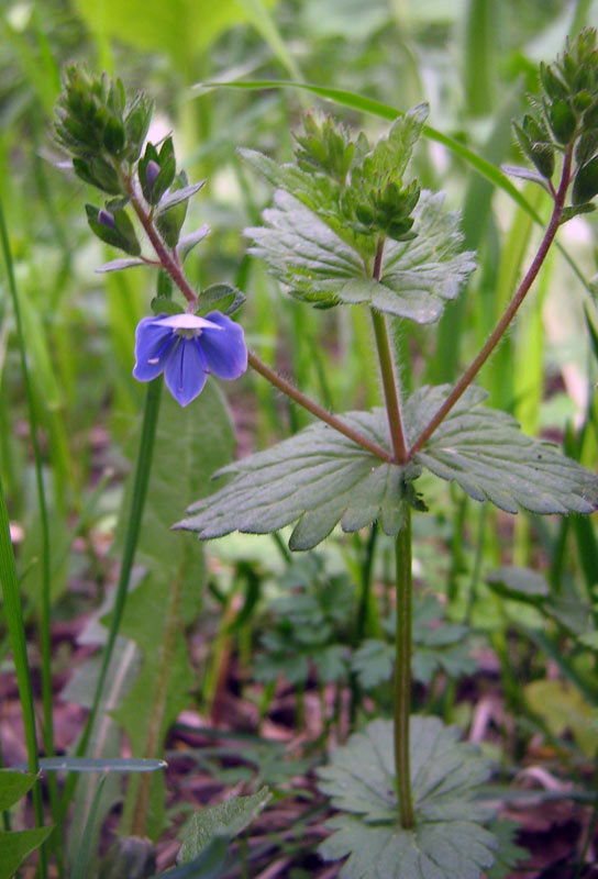 Image of Veronica chamaedrys specimen.