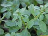 Galium aparine