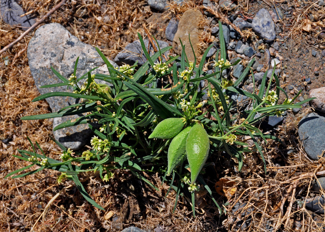 Image of Vincetoxicum sibiricum specimen.