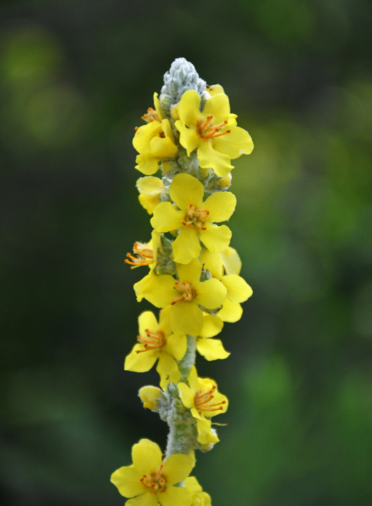 Изображение особи Verbascum gnaphalodes.