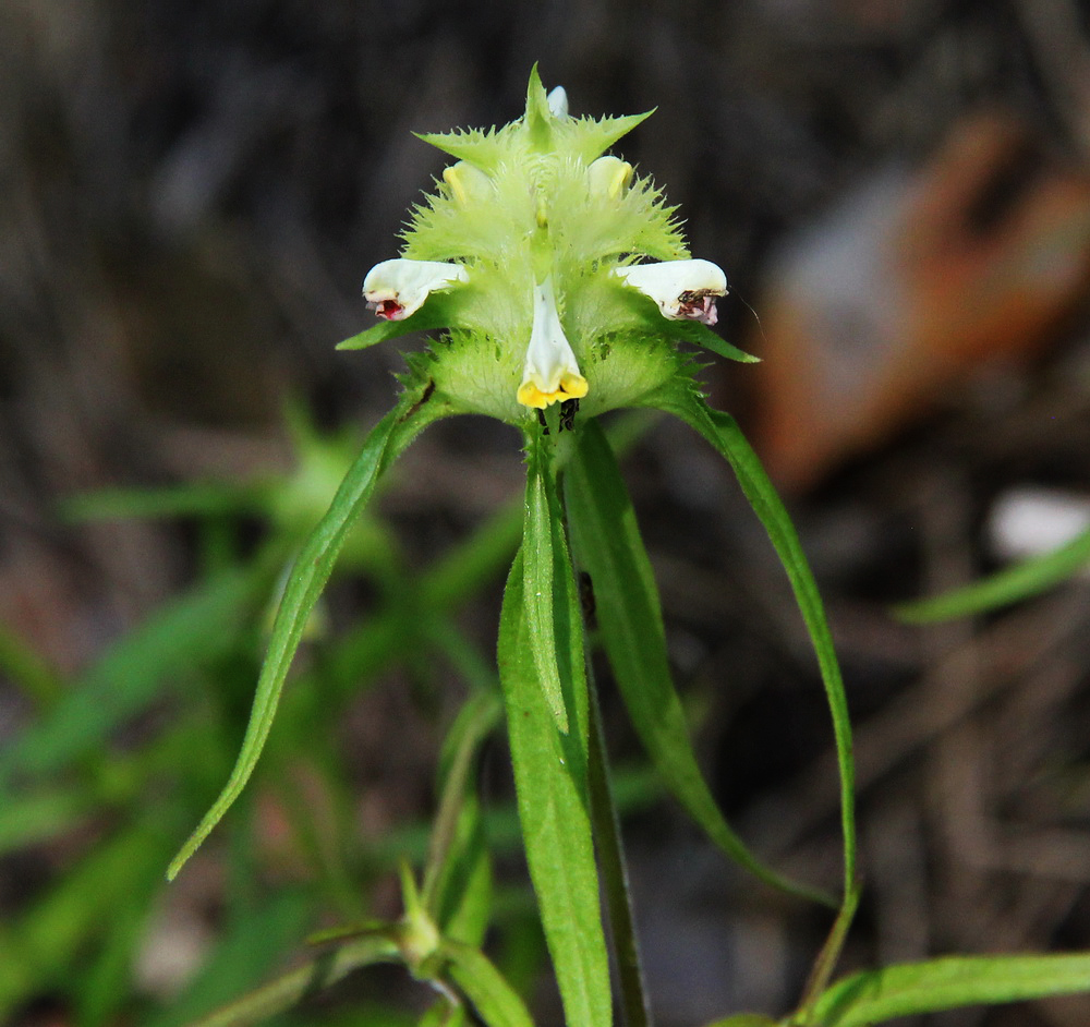 Изображение особи Melampyrum cristatum.