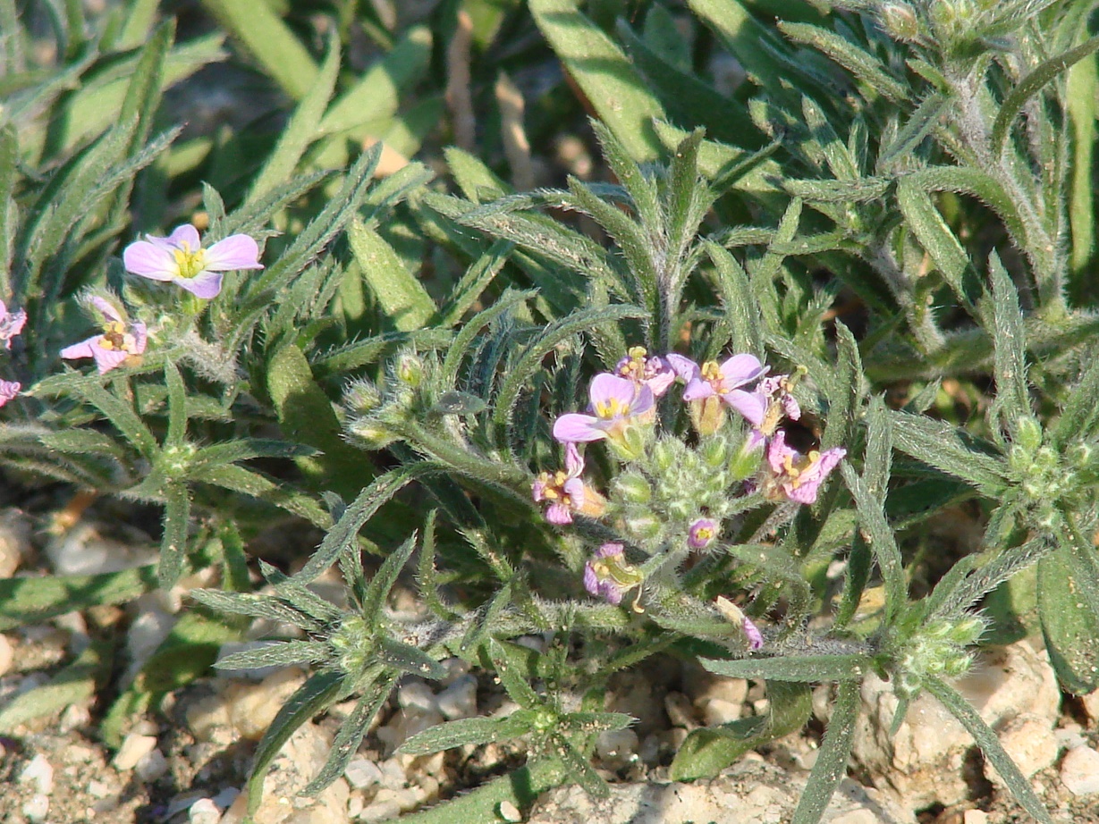Image of Dontostemon integrifolius specimen.