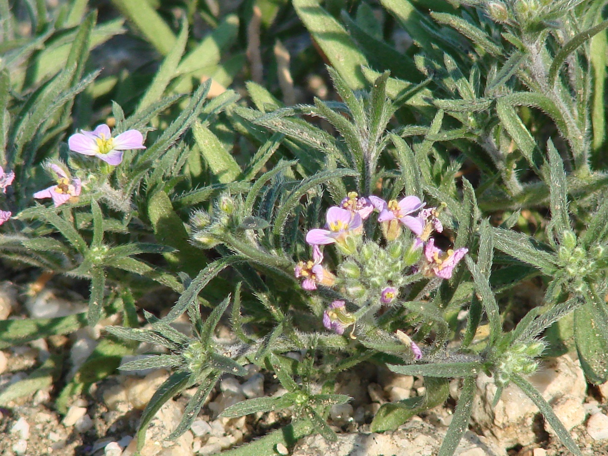 Изображение особи Dontostemon integrifolius.