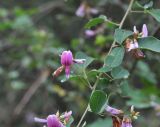 Lespedeza bicolor. Побег с цветками. Китай, провинция Гуандун, р-н Шаогуань, геопарк \"Дансия\", лес на склоне горы. 17.10.2017.