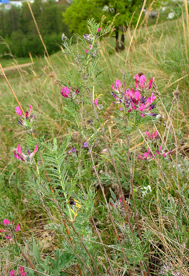 Image of Astragalus cornutus specimen.