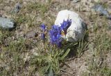 Gentiana decumbens. Цветущее растение. Монголия, аймак Баян-Улгий, сомон Цэнгэл, Монгольский Алтай, долина р. Цаган-Гол, устье ручья Налиа-Гол. 29.07.2008.
