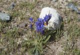 Gentiana decumbens