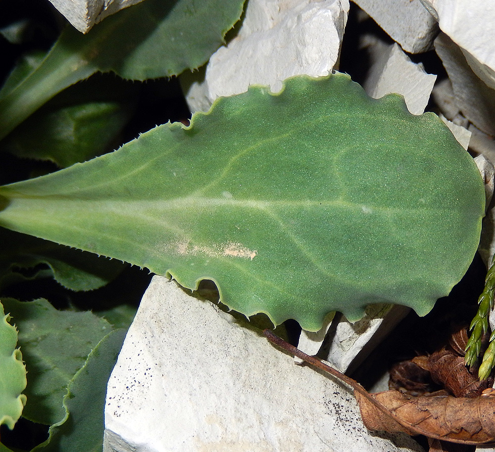 Image of Oberna crispata specimen.