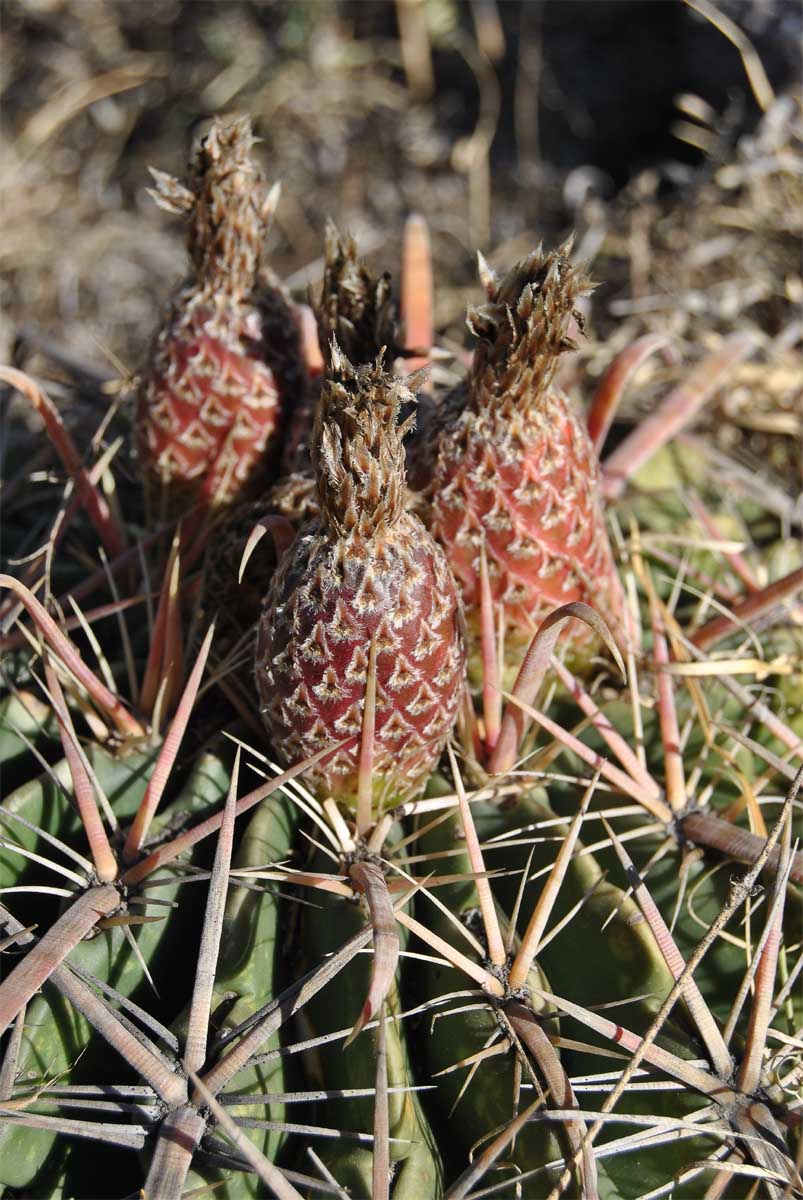 Image of Ferocactus latispinus specimen.