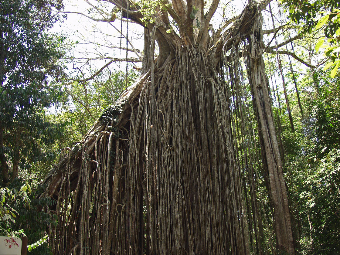 Изображение особи Ficus virens.