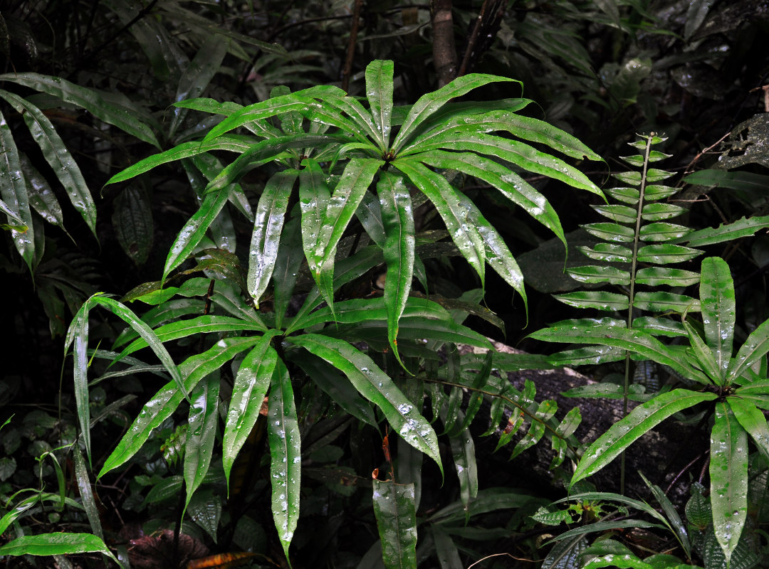 Изображение особи Oleandra pistillaris.