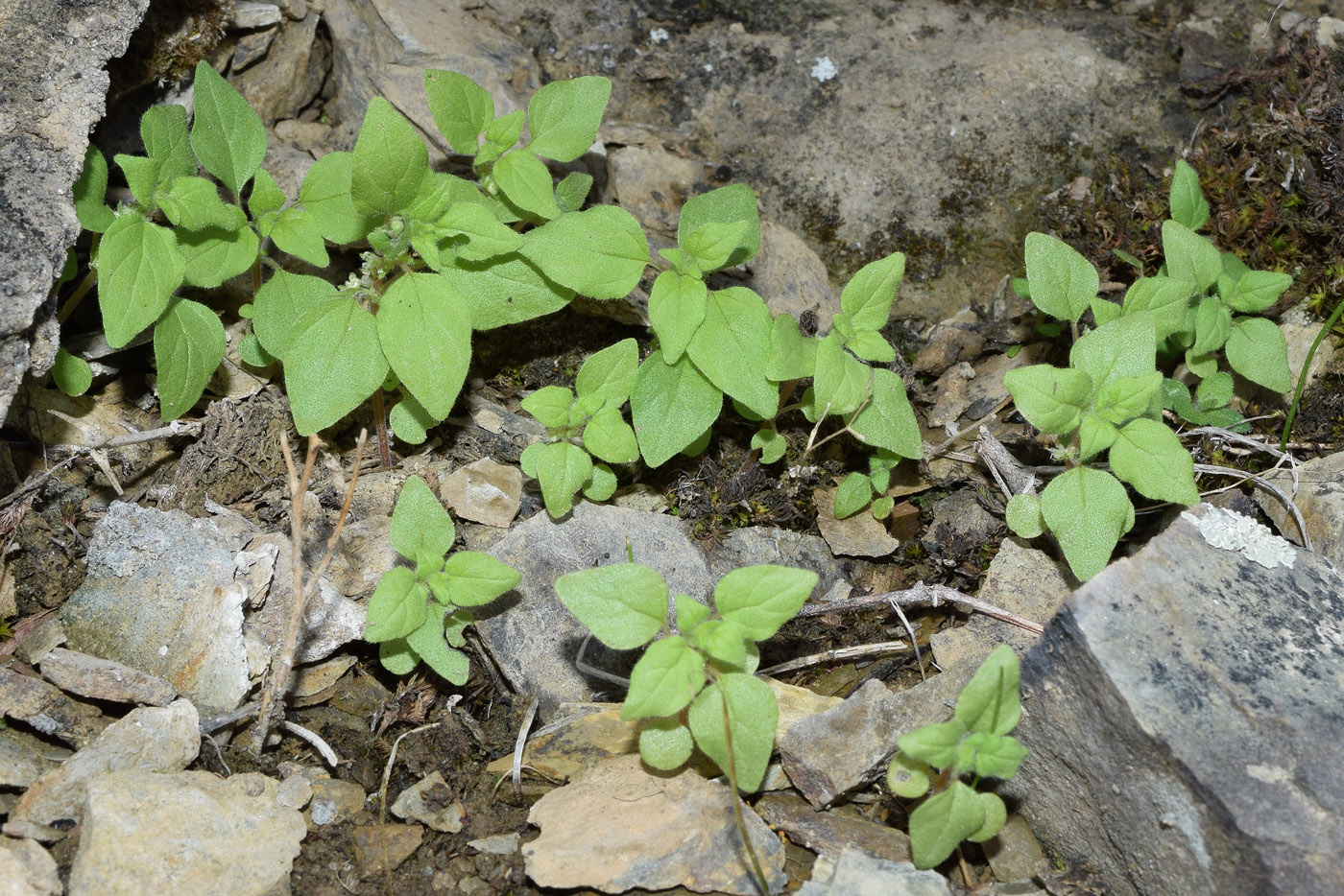 Изображение особи Parietaria chersonensis.