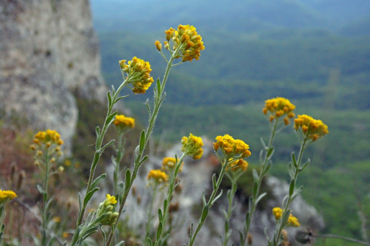 Image of Alyssum trichostachyum specimen.