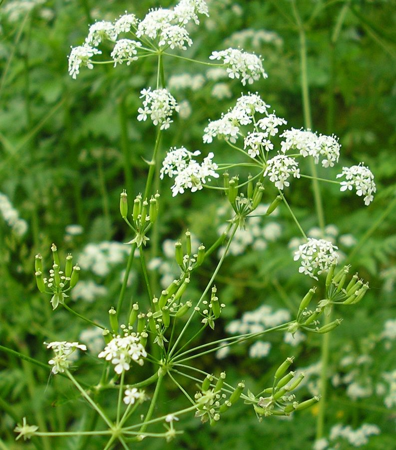 Изображение особи Anthriscus sylvestris.