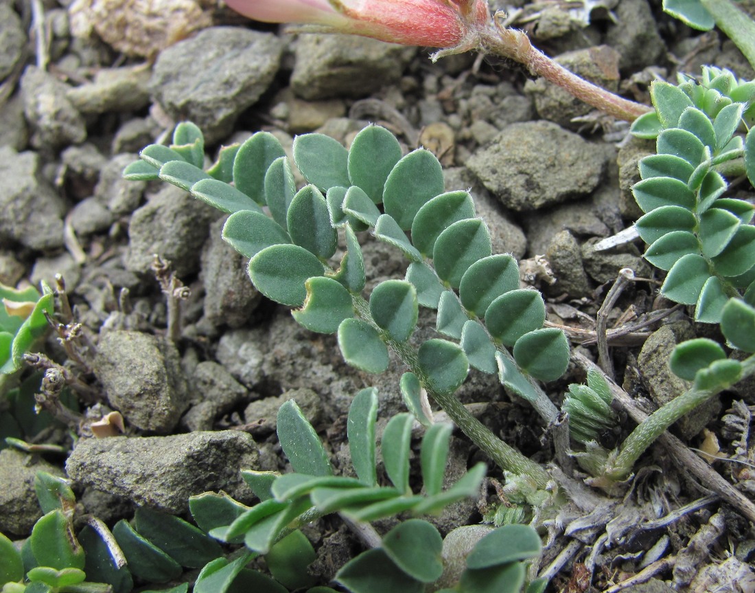 Изображение особи Astragalus buschiorum.