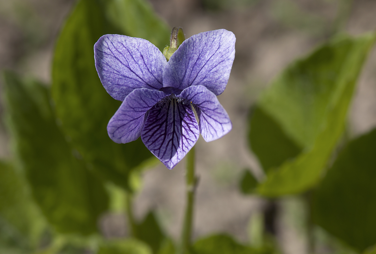 Image of Viola kamtschadalorum specimen.