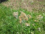 Achillea millefolium. Верхушка прошлогоднего сухого генеративного побега, опутанная паутиной. Московская обл. Луховицкий р-н, долина реки Ройка, у края пашни (вблизи истока реки, по границе сухого луга). 28.05.2018.