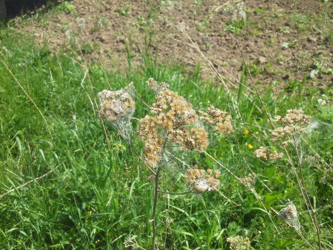 Изображение особи Achillea millefolium.