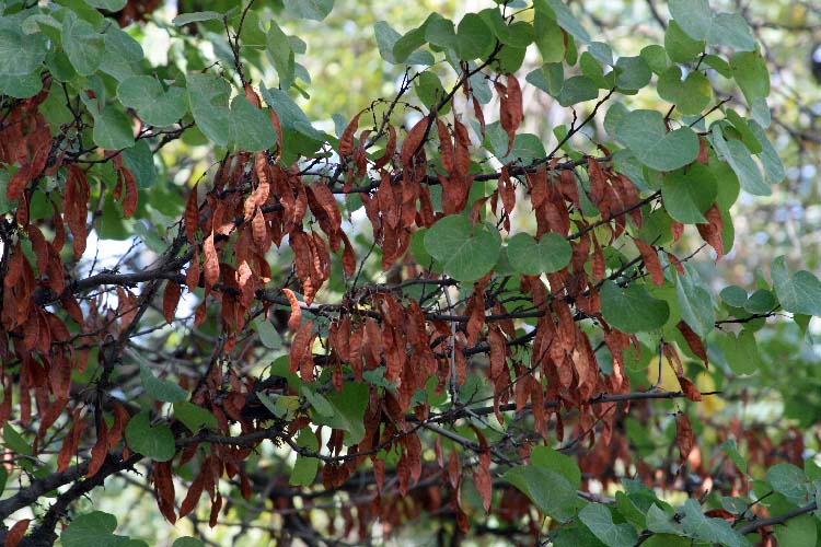 Image of Cercis griffithii specimen.