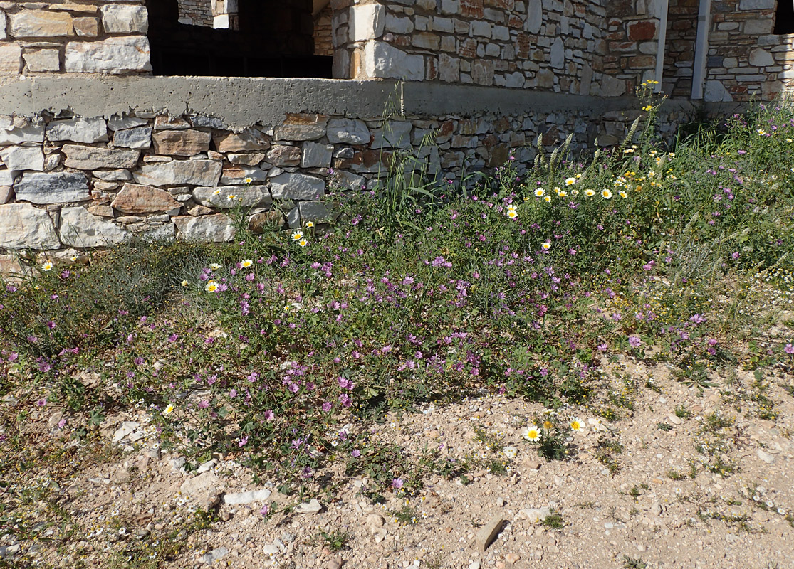 Image of Malva sylvestris specimen.