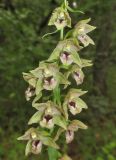 Epipactis helleborine