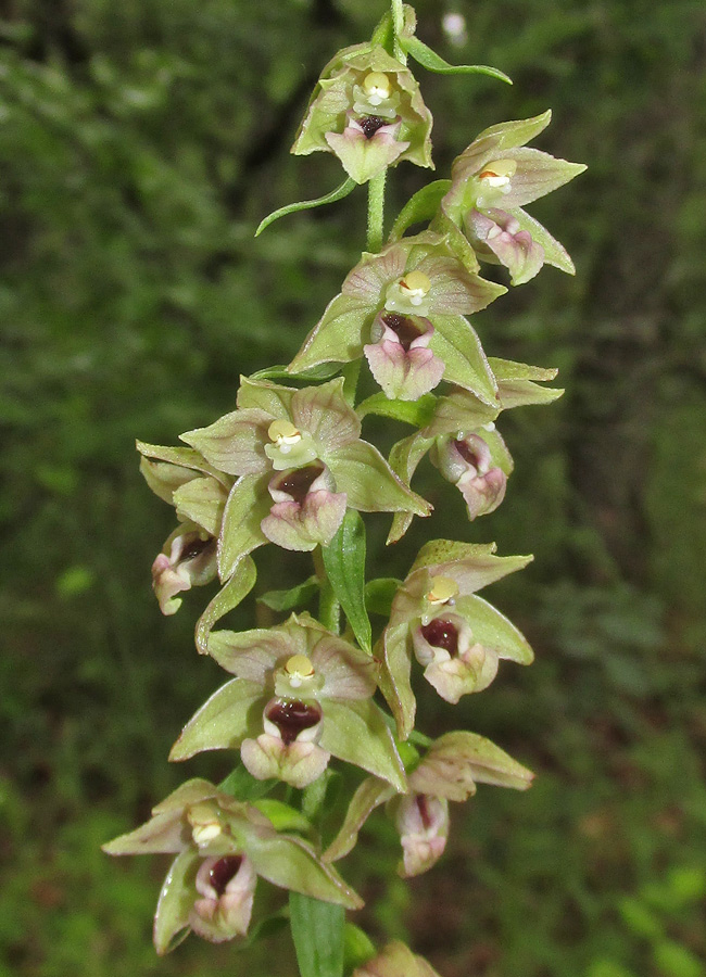 Изображение особи Epipactis helleborine.