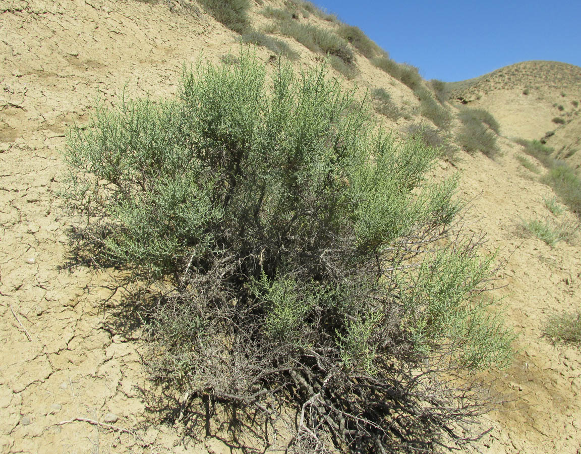 Image of Kalidium foliatum specimen.