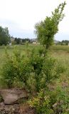 Euonymus europaeus