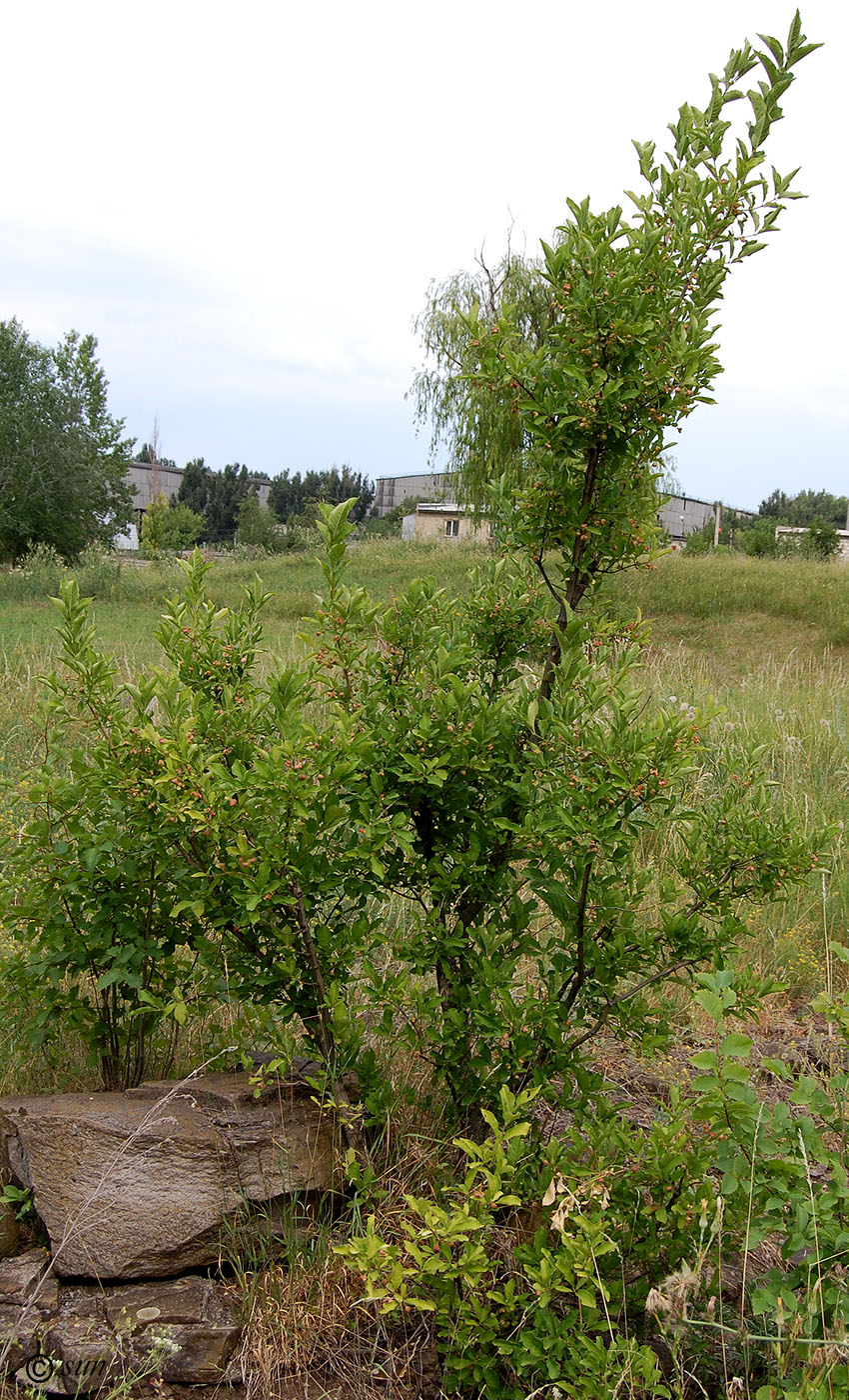 Изображение особи Euonymus europaeus.