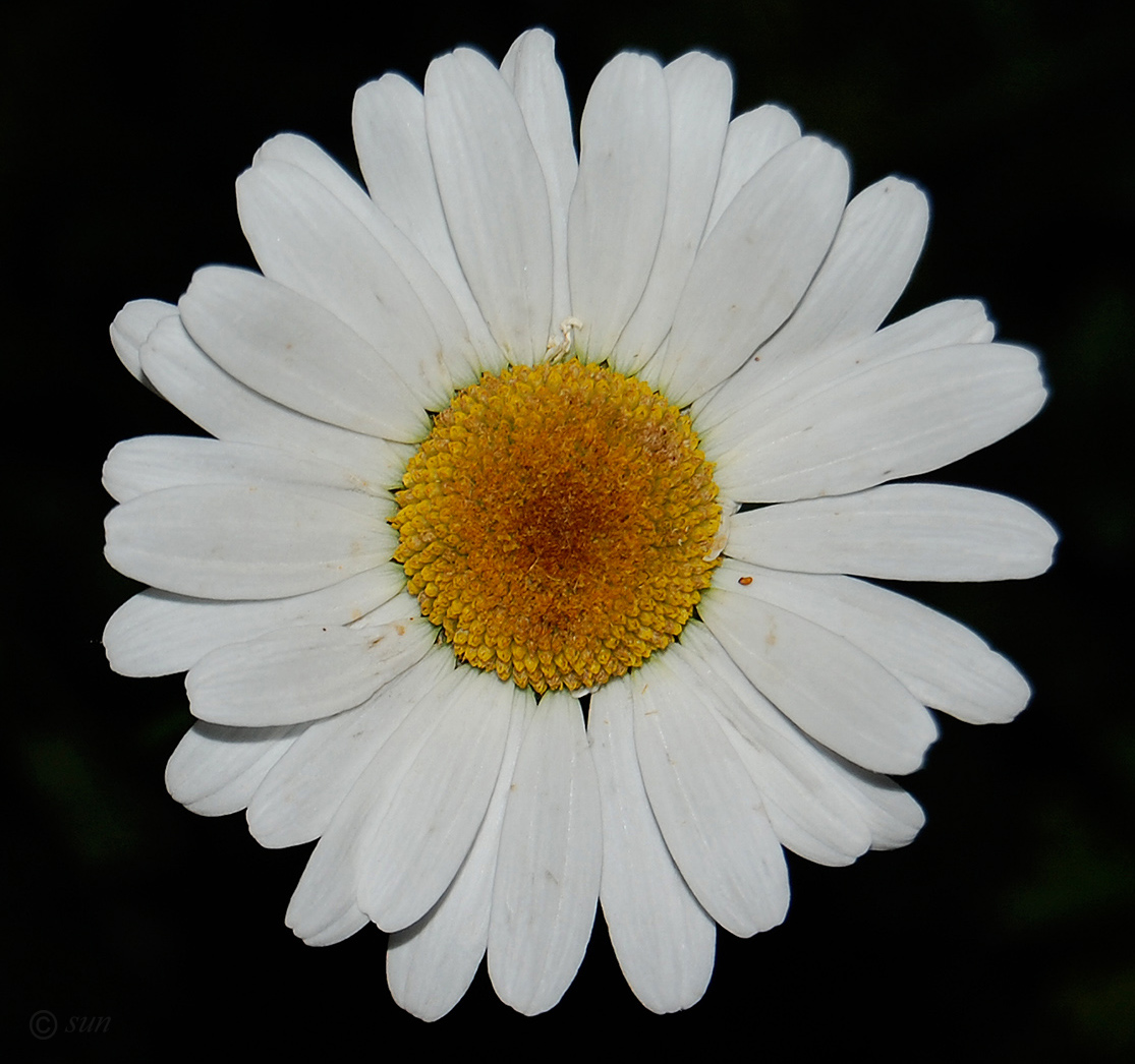 Изображение особи Leucanthemum vulgare.