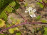 Rubus caesius