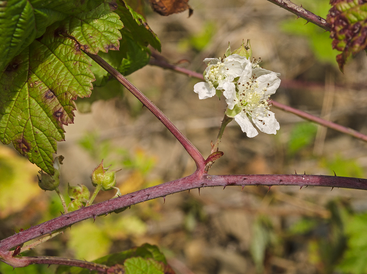 Изображение особи Rubus caesius.