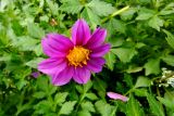 Dahlia sherffii