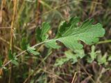 Senecio jacobaea. Прикорневой лист. Магаданская обл., г. Магадан, на газоне. 03.09.2018.