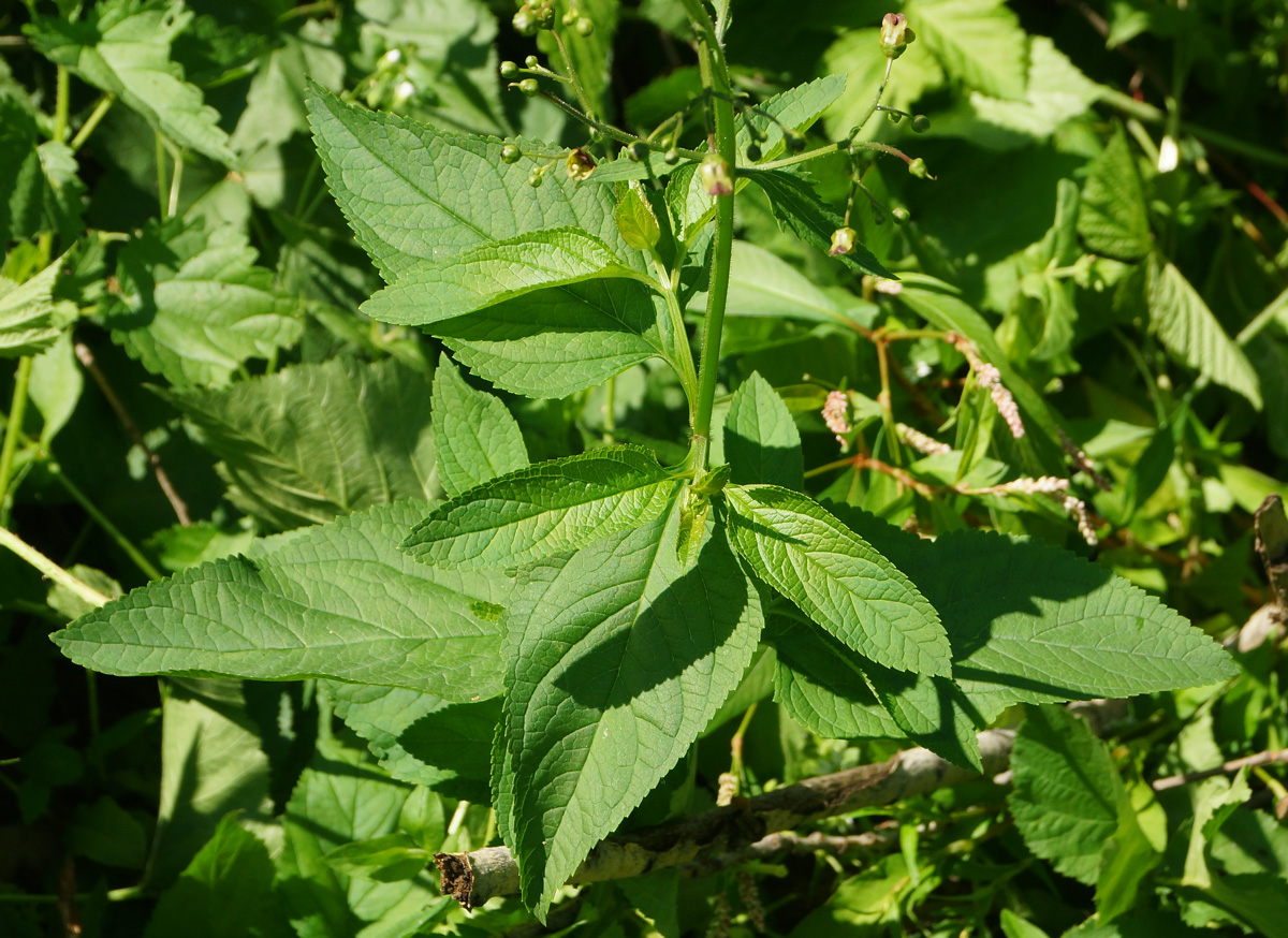 Изображение особи Scrophularia nodosa.