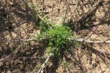 Artemisia campestris